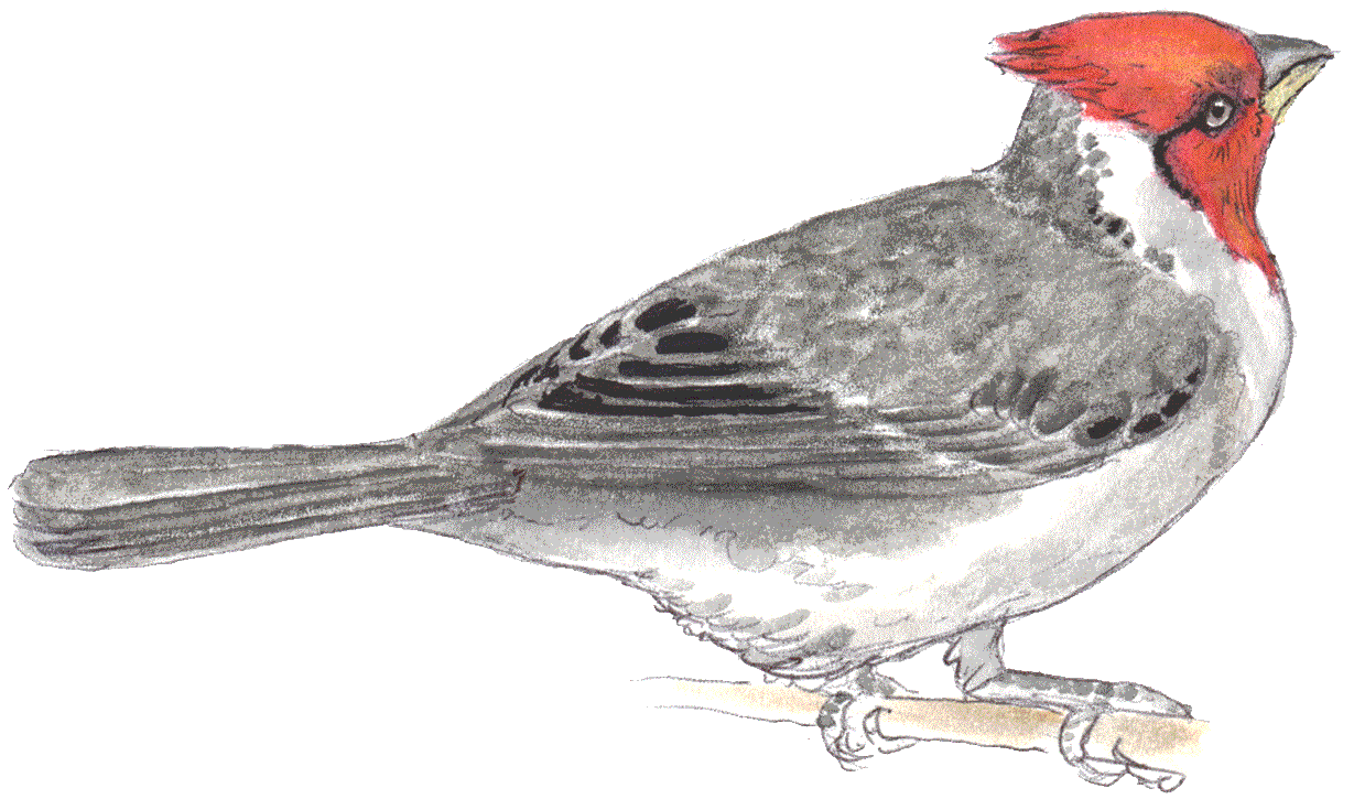 A Red-crested Cardinal from Ke'e Beach.gif...